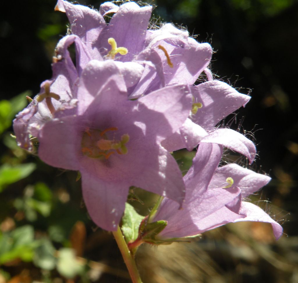 Campanula trachelium